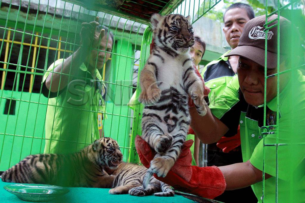 Bayi Harimau Diberi...