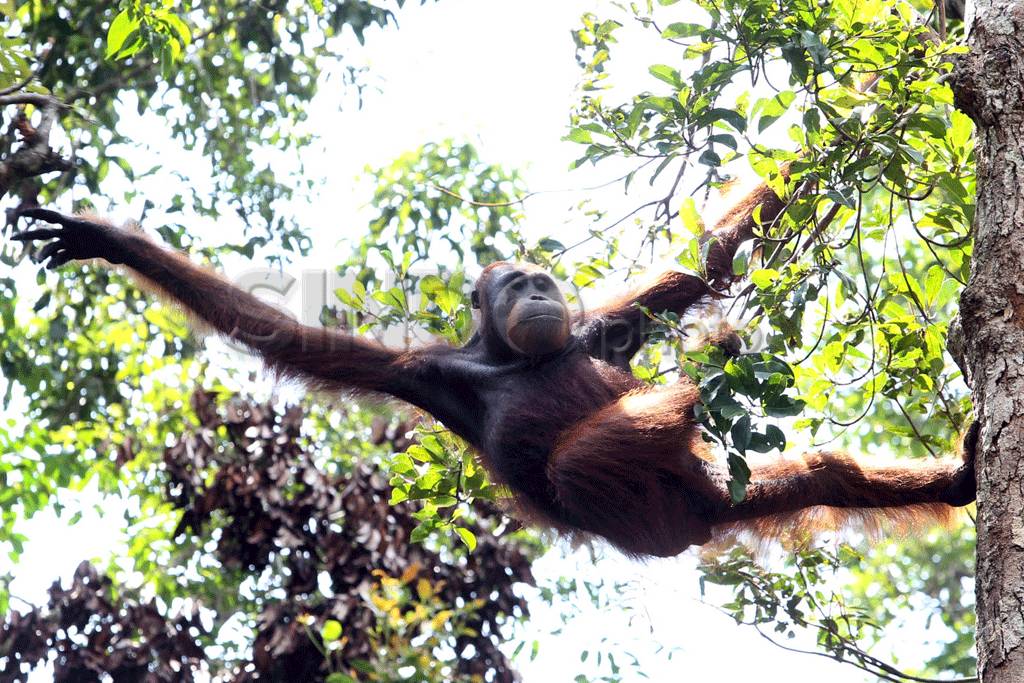 Orangutan Tanjung Puting