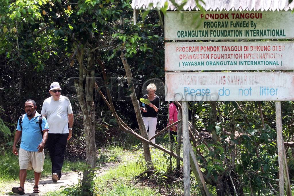 Orangutan Tanjung Puting