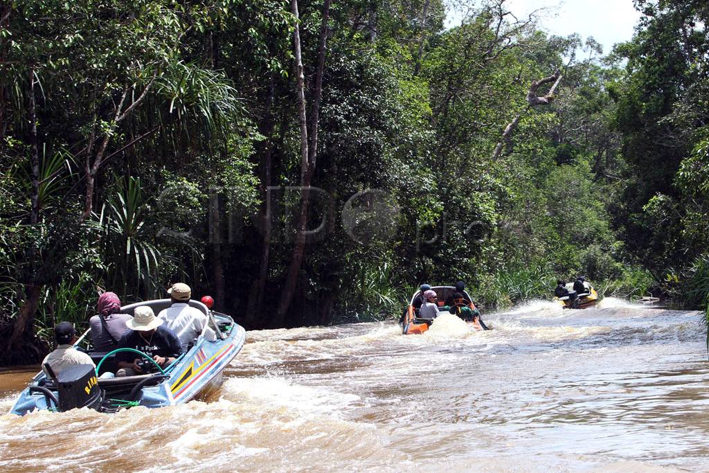 Orangutan Tanjung Puting