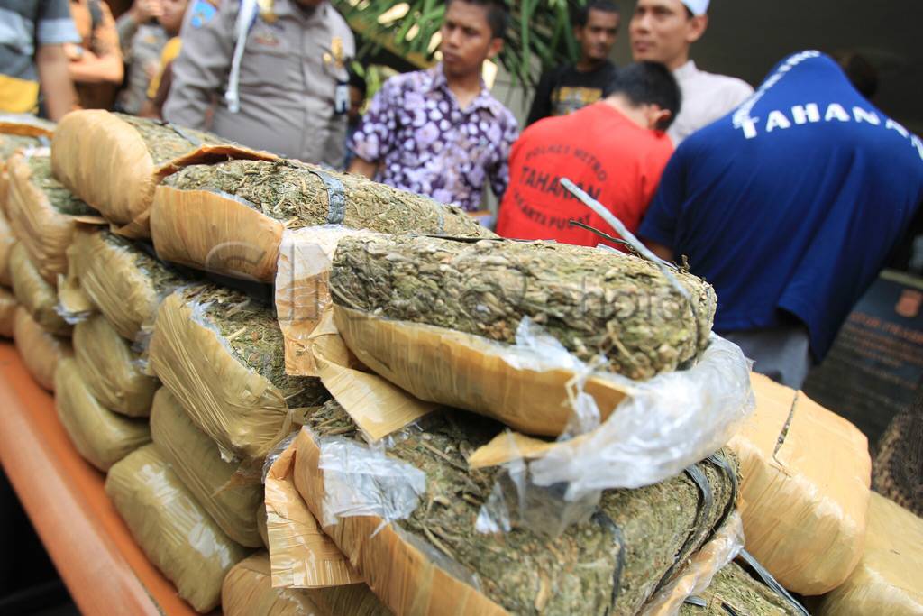 Musnahkan 50 Kg Ganja