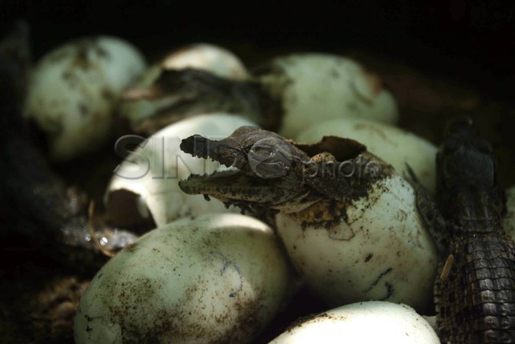 Buaya Menetas