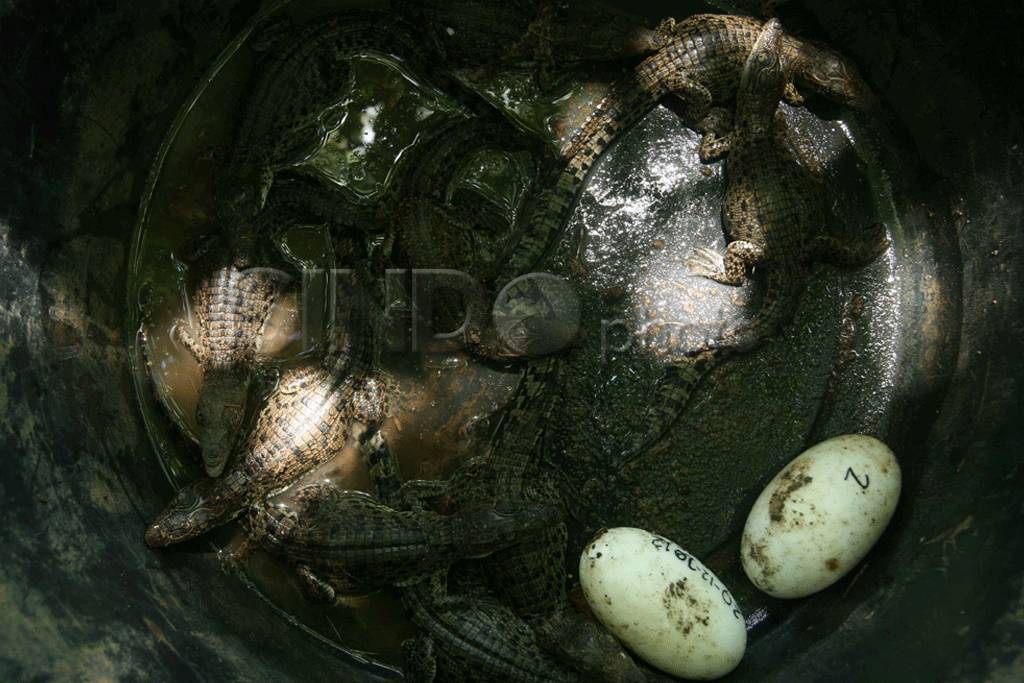 Buaya Menetas