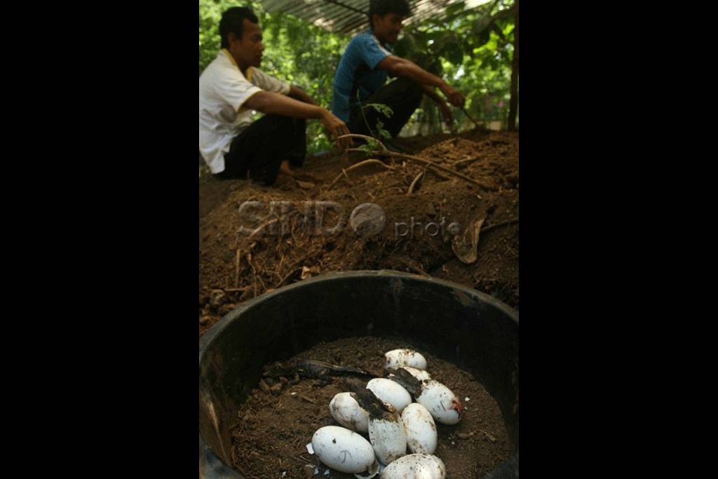 Buaya Menetas