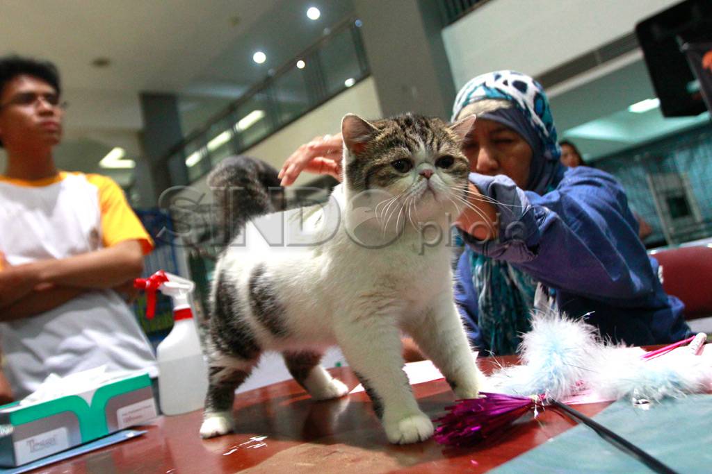 Kontes Kucing 2013