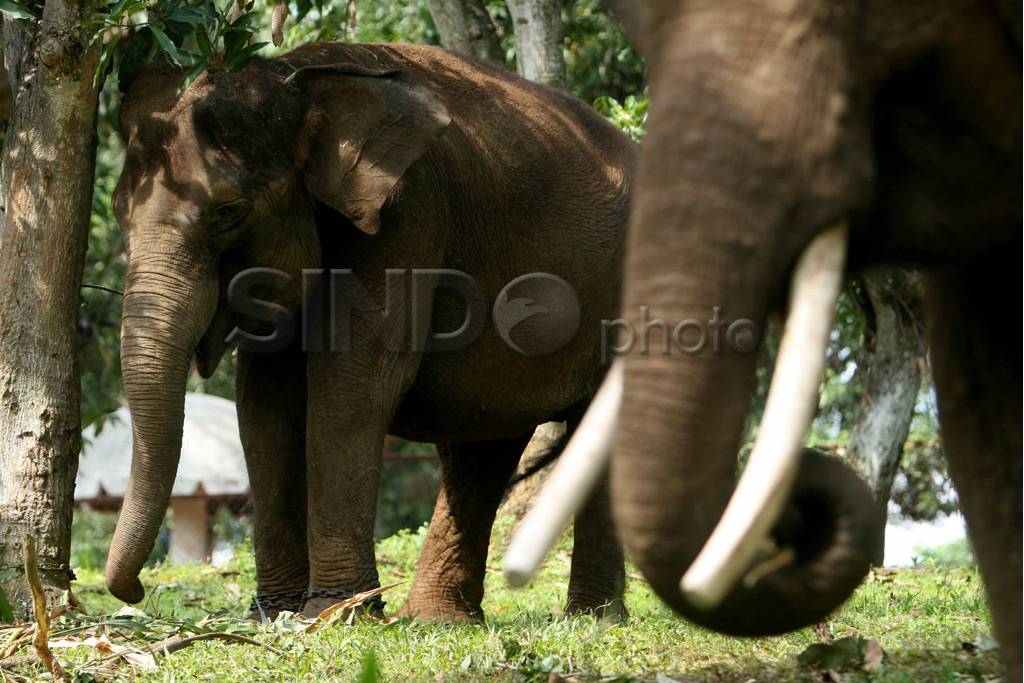 Sita Gajah Sirkus