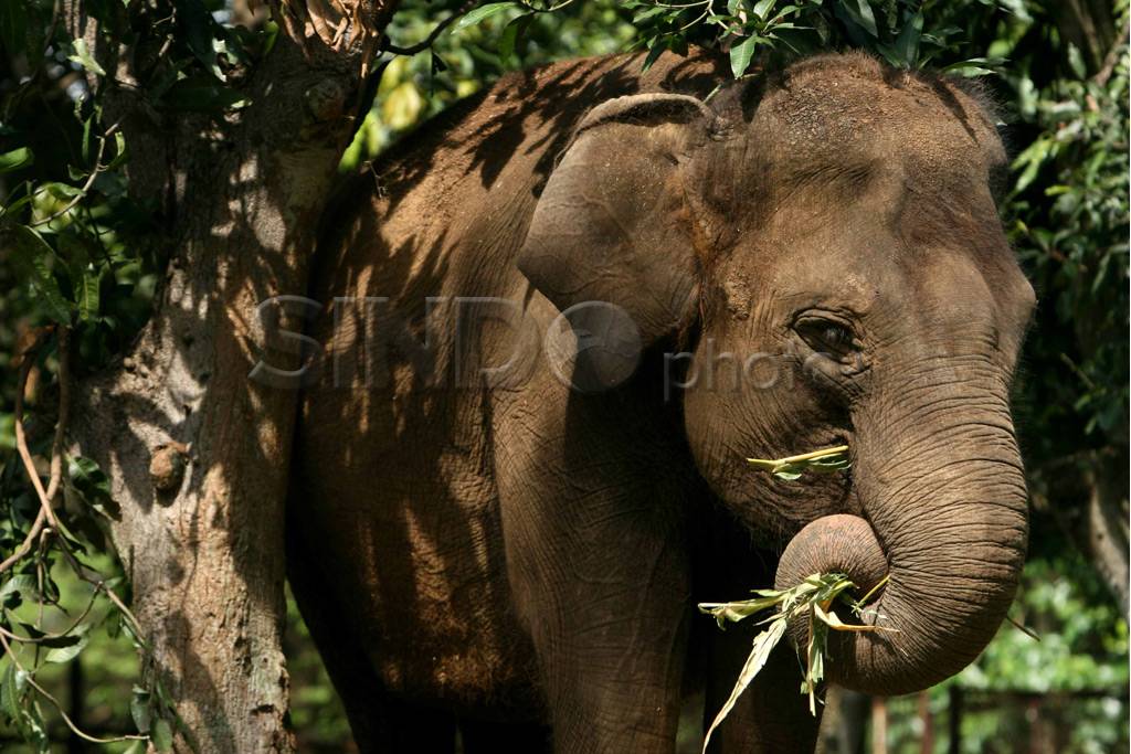 Sita Gajah Sirkus