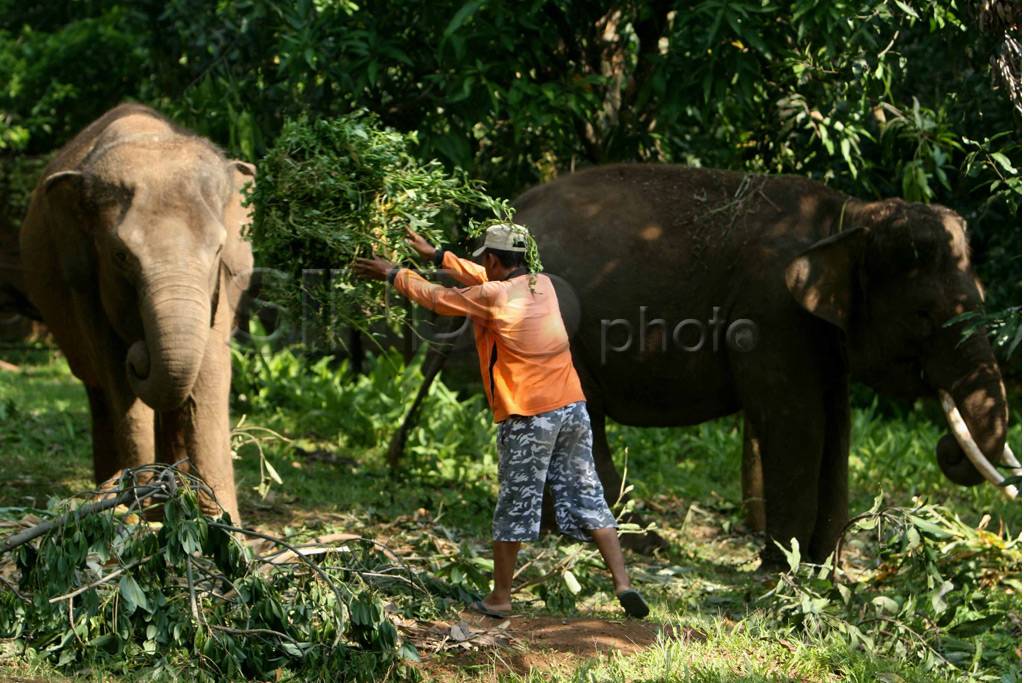 Sita Gajah Sirkus