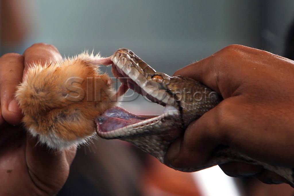 Aksi Ular Makan Tikus