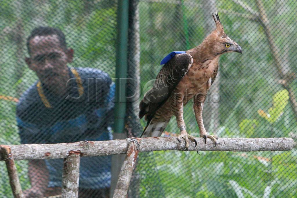 Pelepasan Elang Jawa