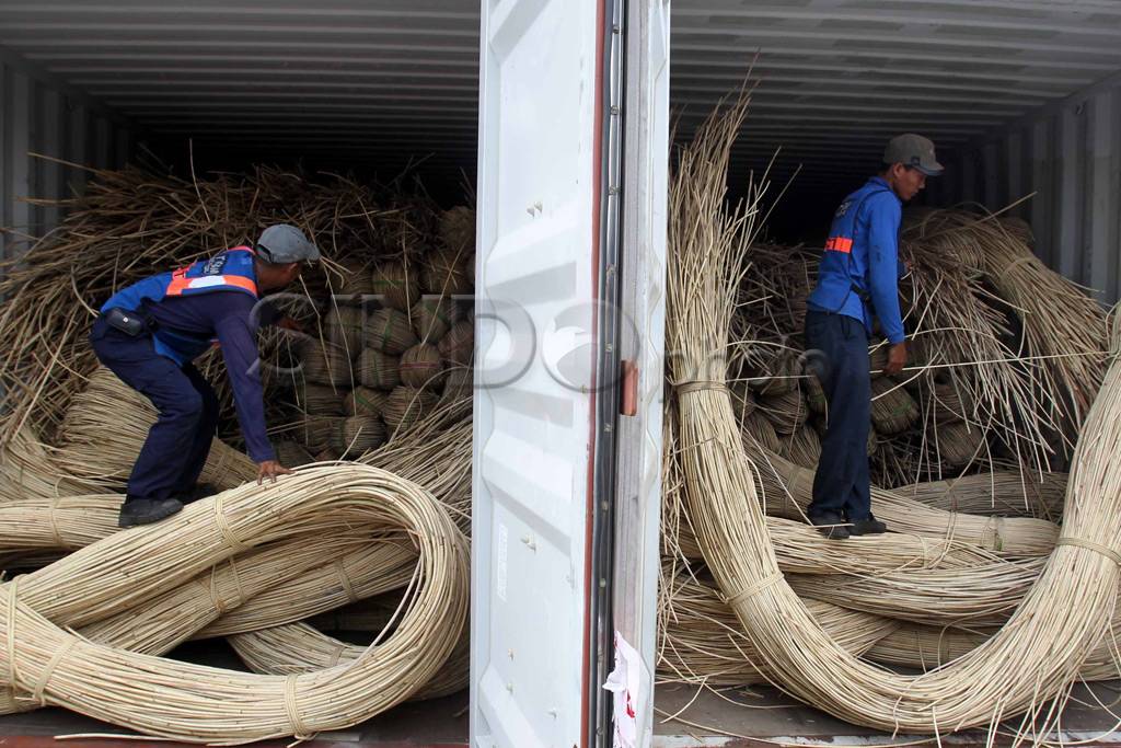 Rotan ilegal