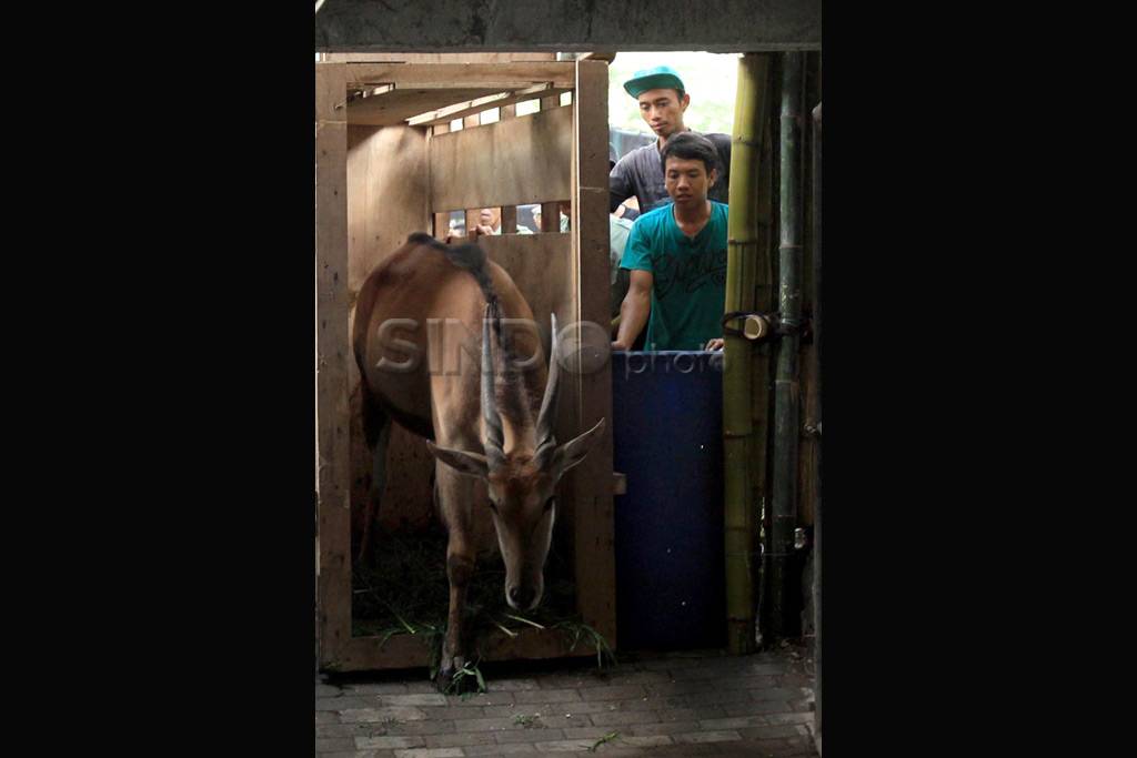 Eland satwa koleksi...
