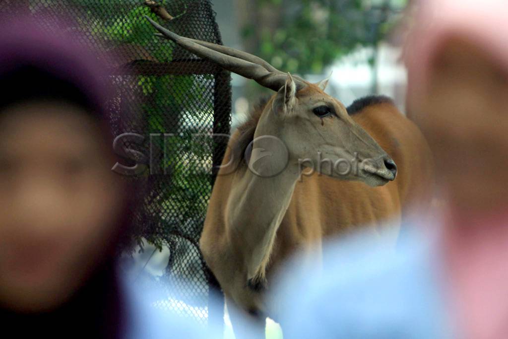 Eland satwa koleksi...