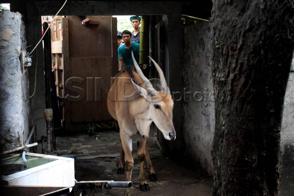 Eland satwa koleksi...