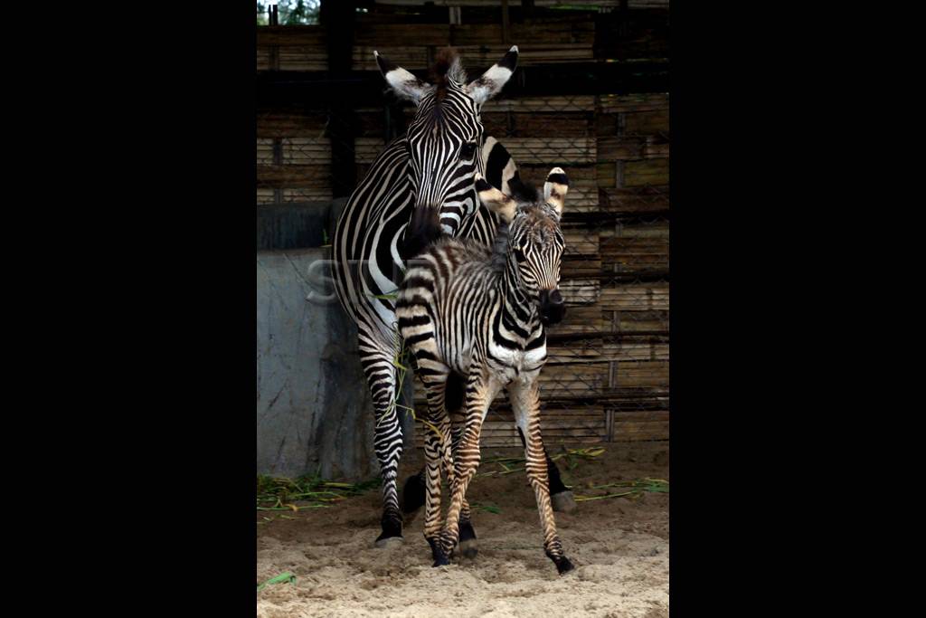 Mentari, anak zebra...