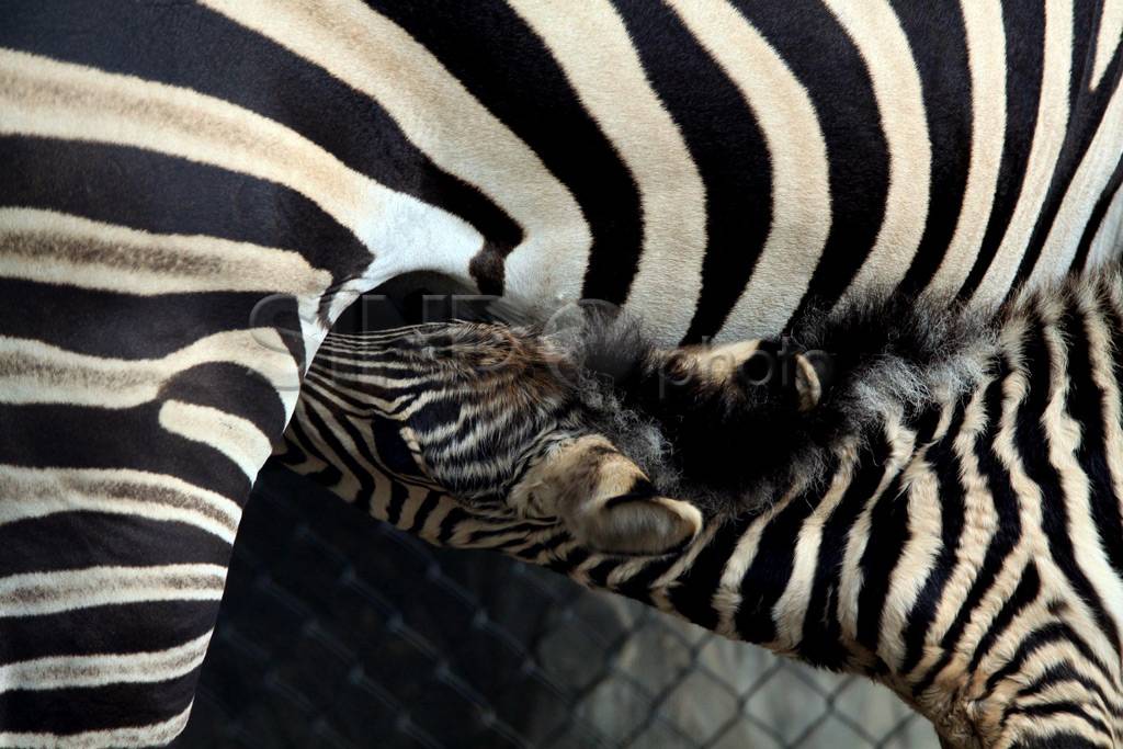 Mentari, anak zebra...