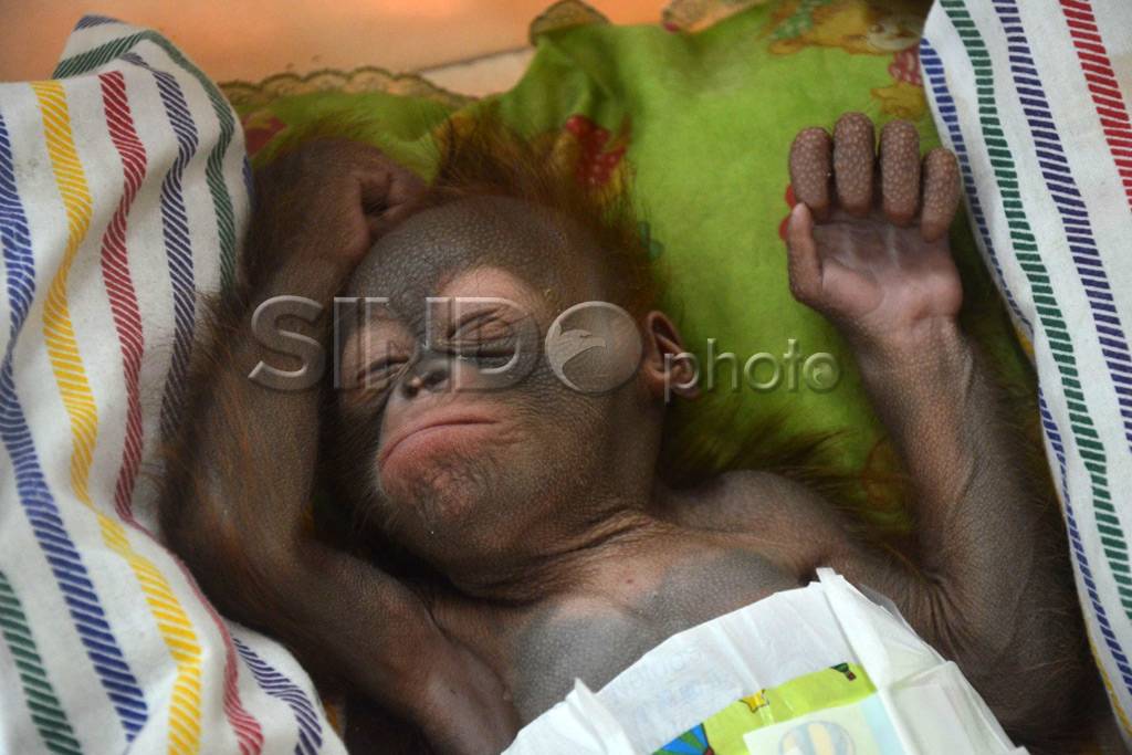 Bayi Orangutan di KBS...