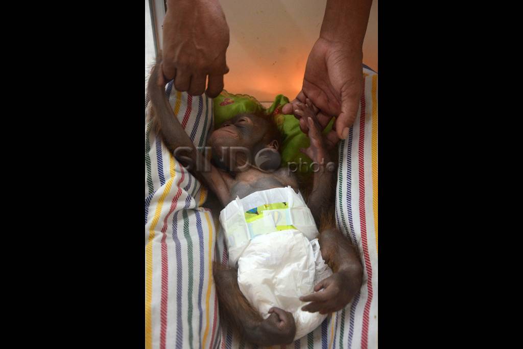 Bayi Orangutan di KBS...