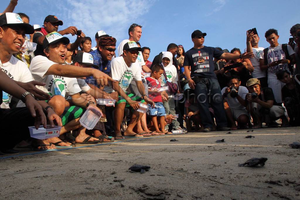Pelepasan 1200 tukik