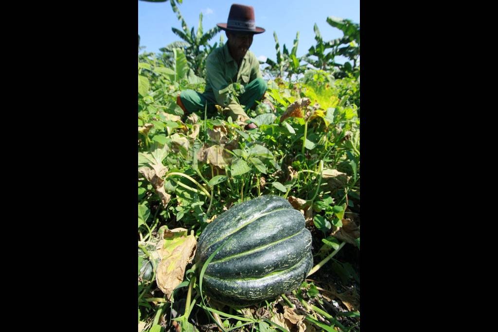 Cuaca tak menentu, Petani...