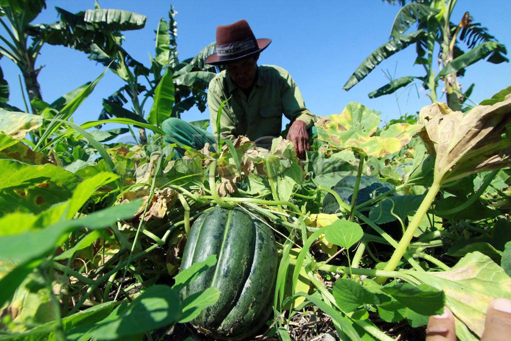 Cuaca tak menentu, Petani...