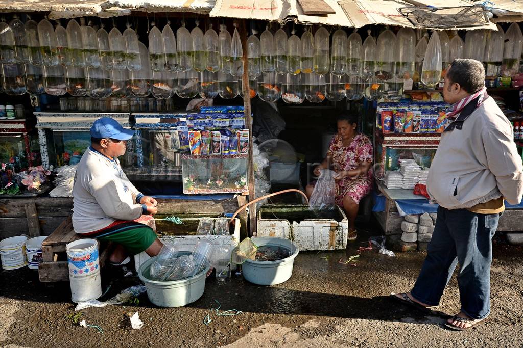 Ikan hias air tawar