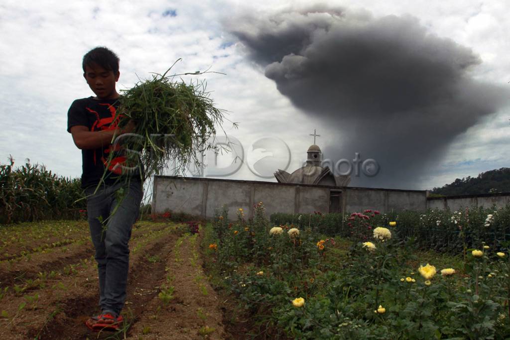 Sinabung meletus lagi,...