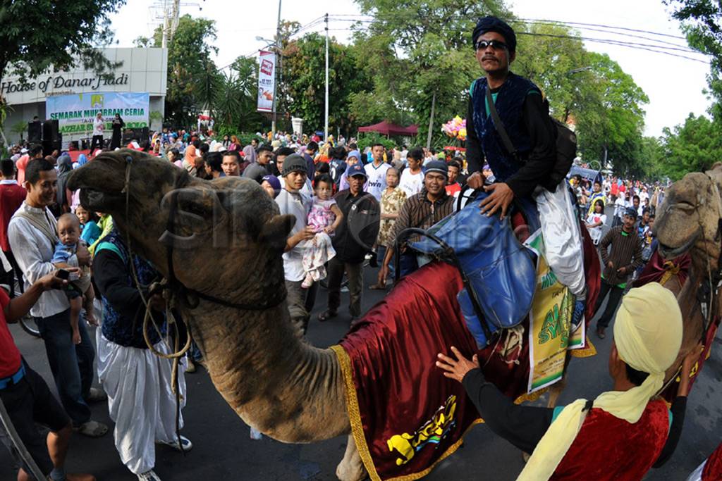 Sepasang unta ramaikan...