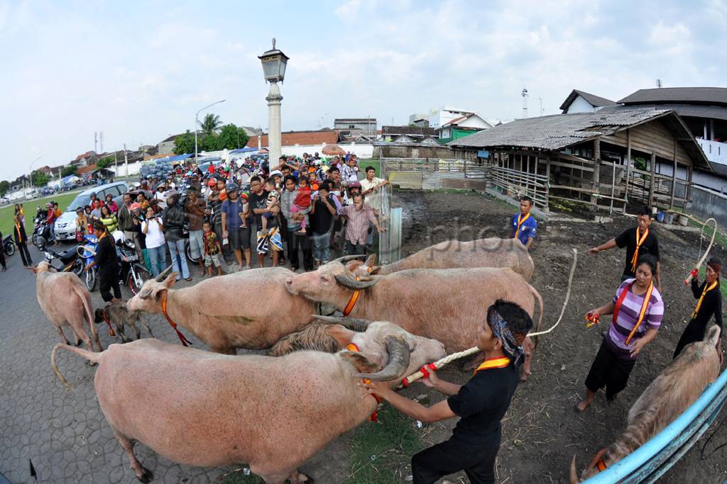 Jamasan kebo bule