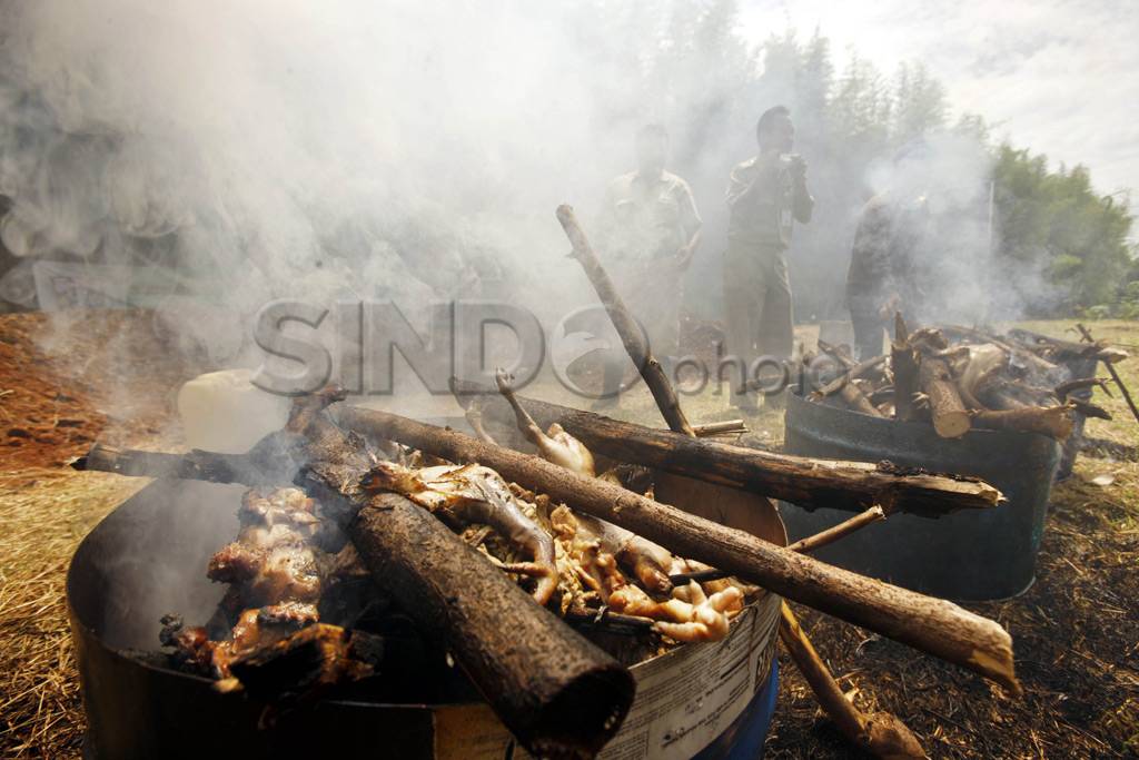 Pemusnahan daging ayam...