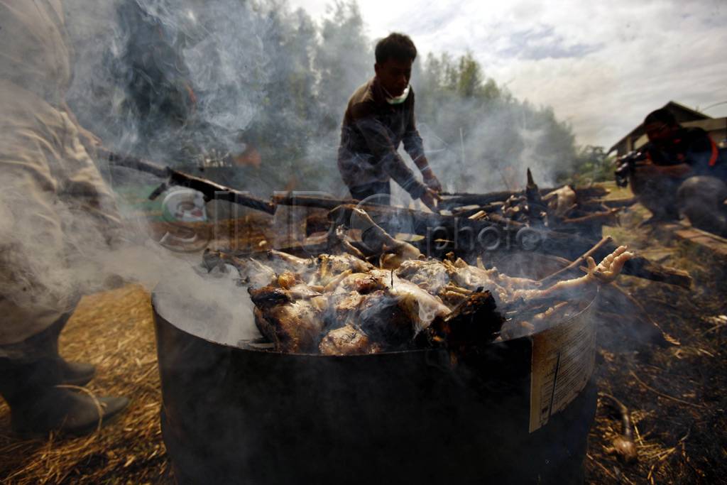 Pemusnahan daging ayam...
