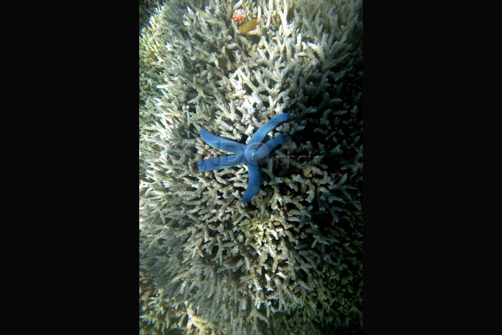 Bunaken Dengan Segala...