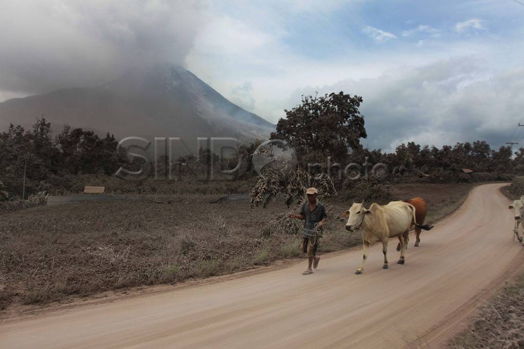 Erupsi Sinabung, warga...