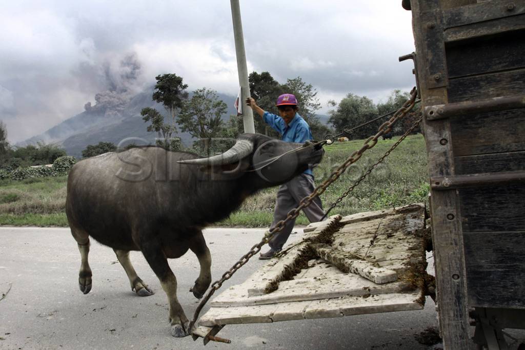 Erupsi Sinabung ribuan...