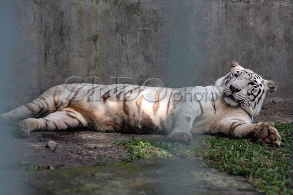 Harimau Benggala Putih...