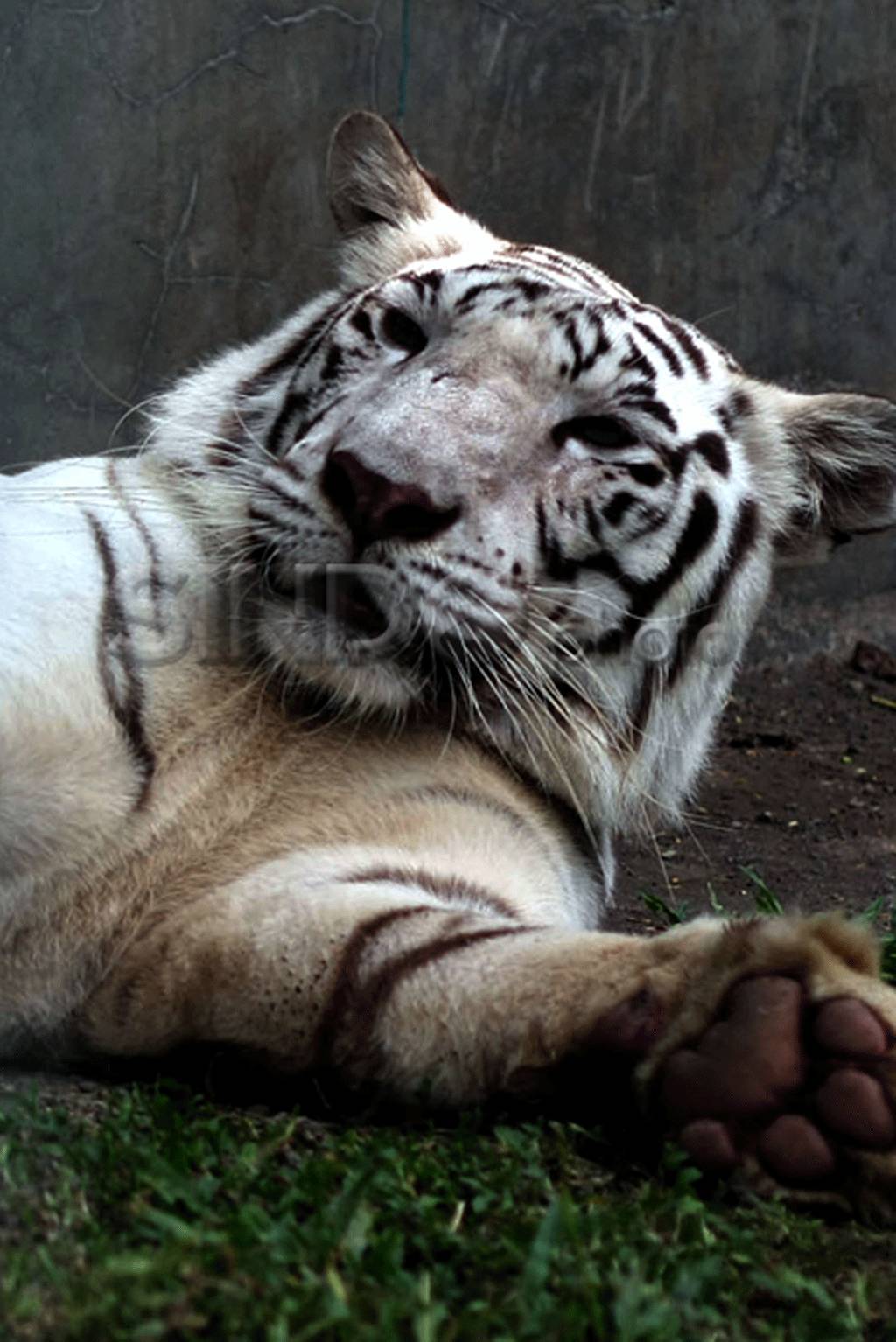 Harimau Benggala Putih...