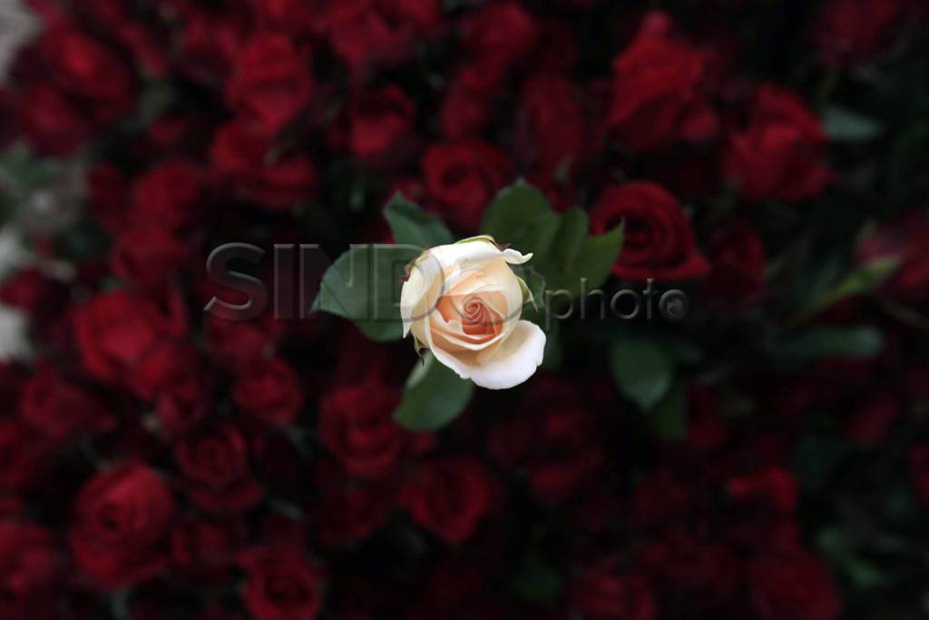 Jelang Hari Valentine...