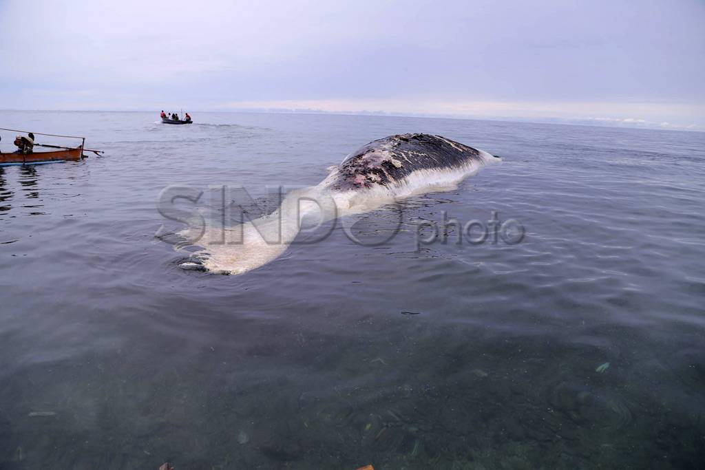 Paus putih 40 ton terdampar...