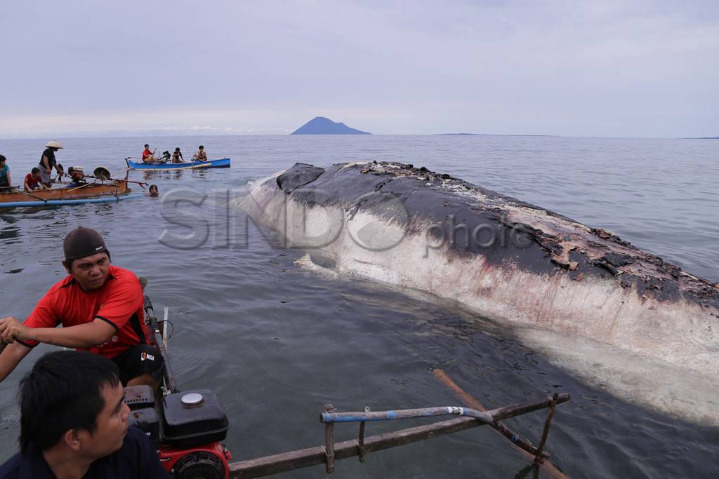 Paus putih 40 ton terdampar...