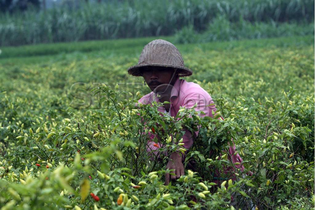 Petani panen cabe pasca...