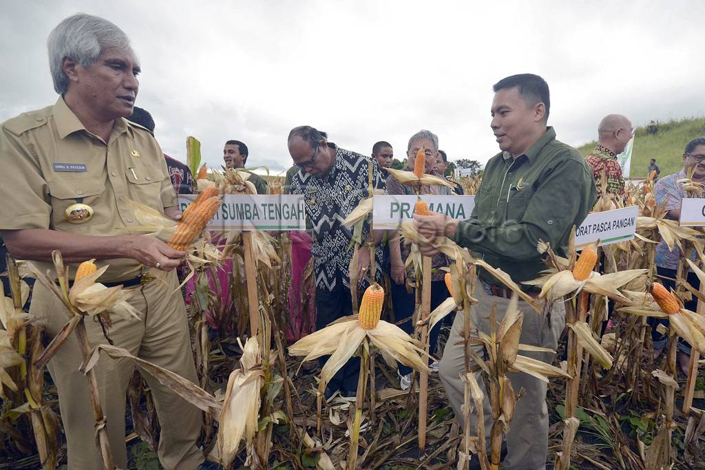 Panen raya jagung hibrida...