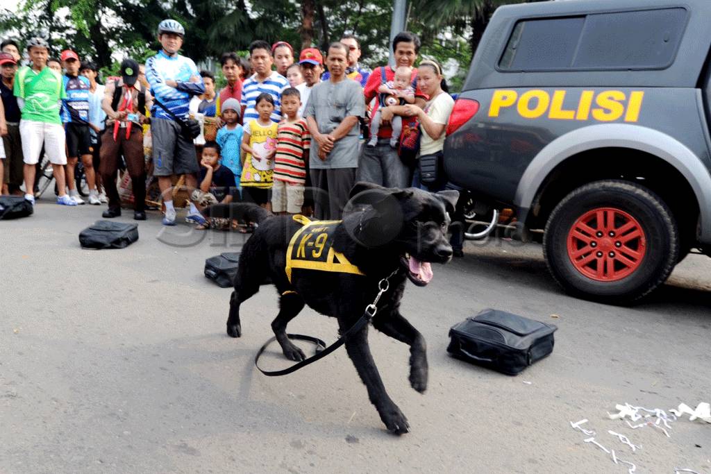SAR Dog beraksi si bundaran...