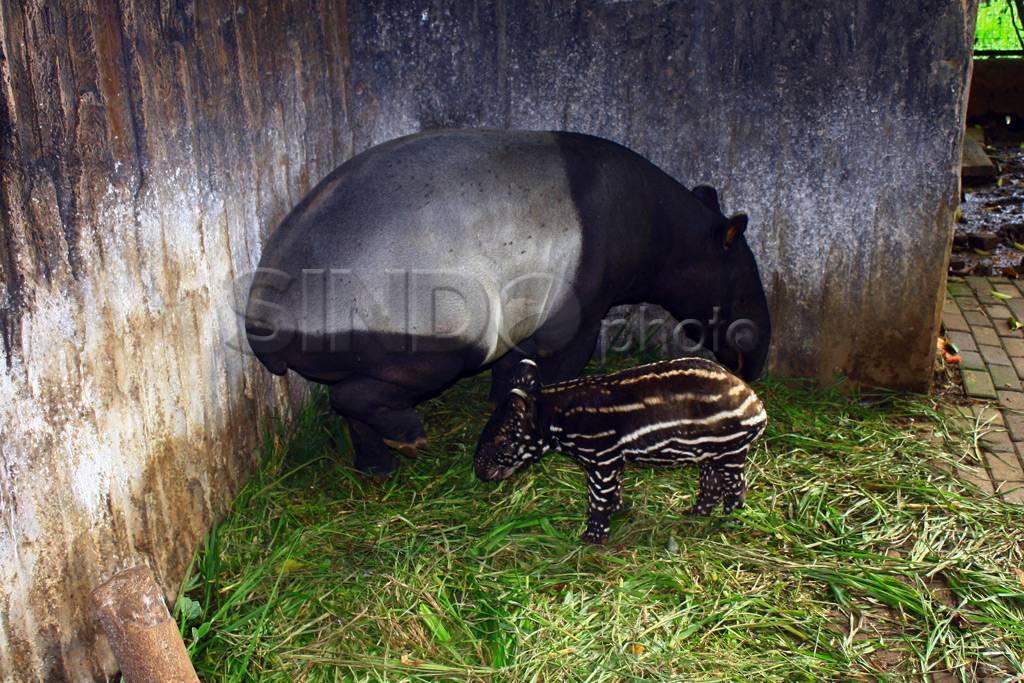 Anak Tapir Sumatera...