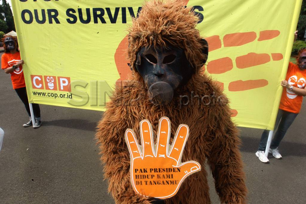 Selamatkan orangutan,...