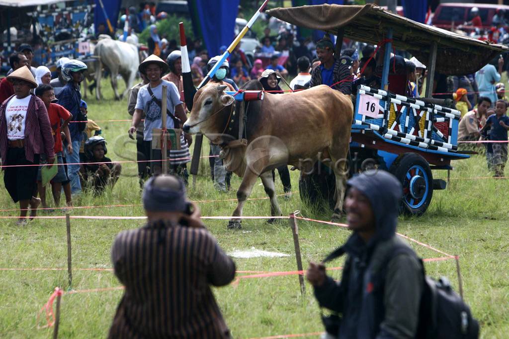 Uji ketangkasan gerobak...