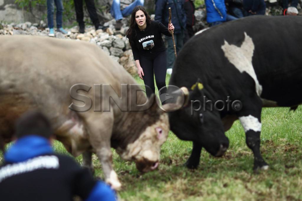 Adu banteng di Kroasia