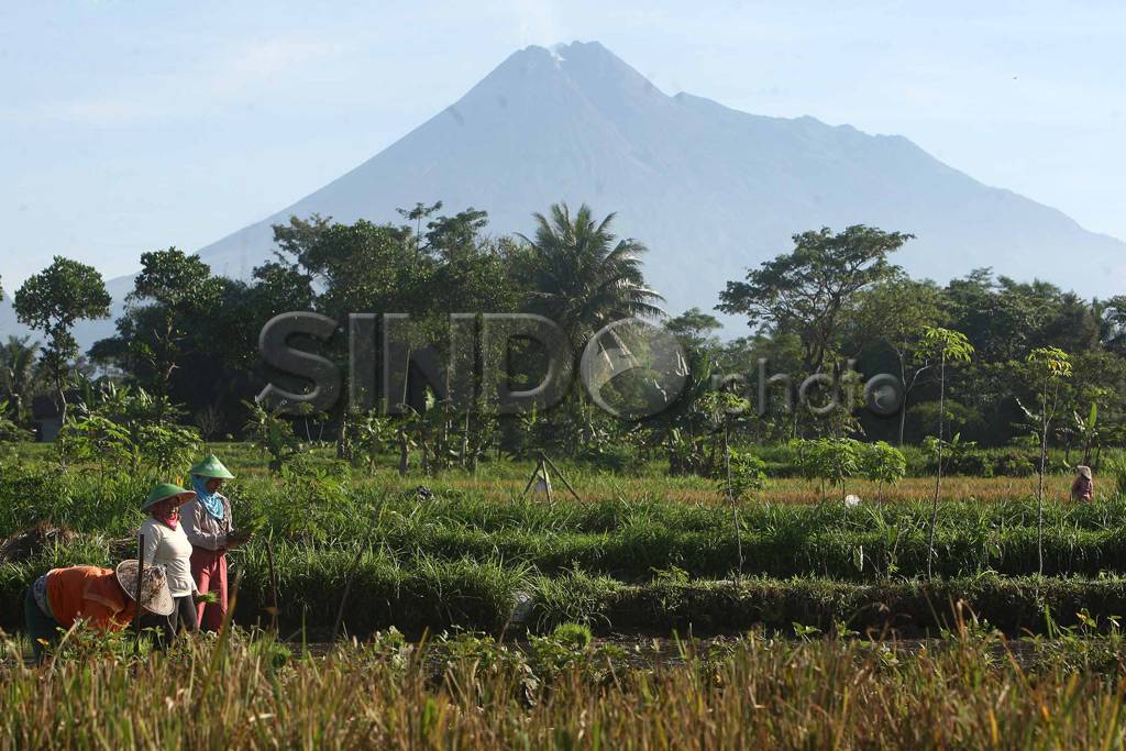 Merapi waspada, aktivitas...