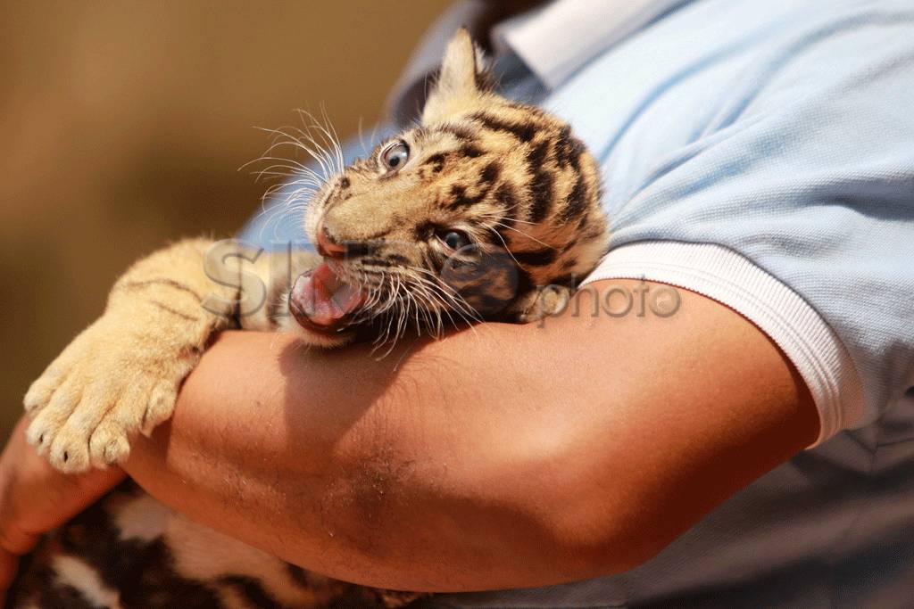 Bayi harimau Sumatera...