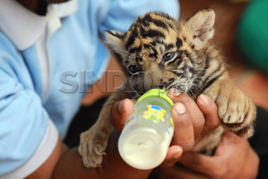 Bayi harimau Sumatera...