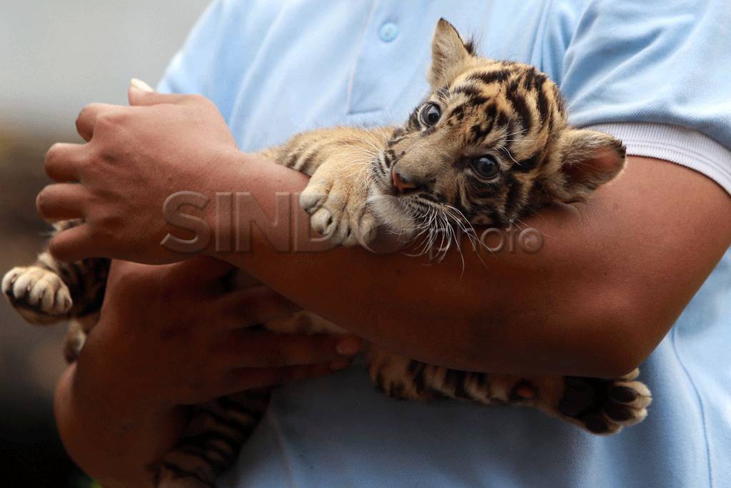 Bayi harimau Sumatera...